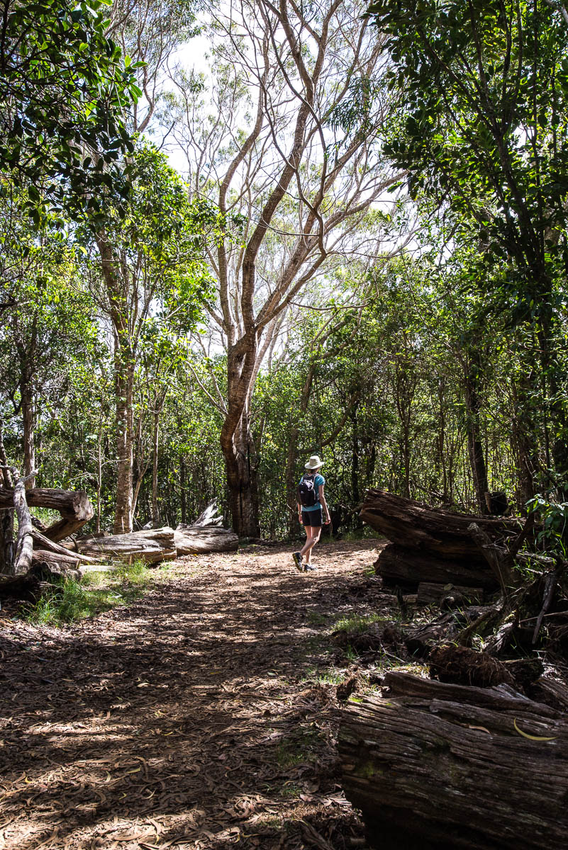 hiking Nualolo trail trees