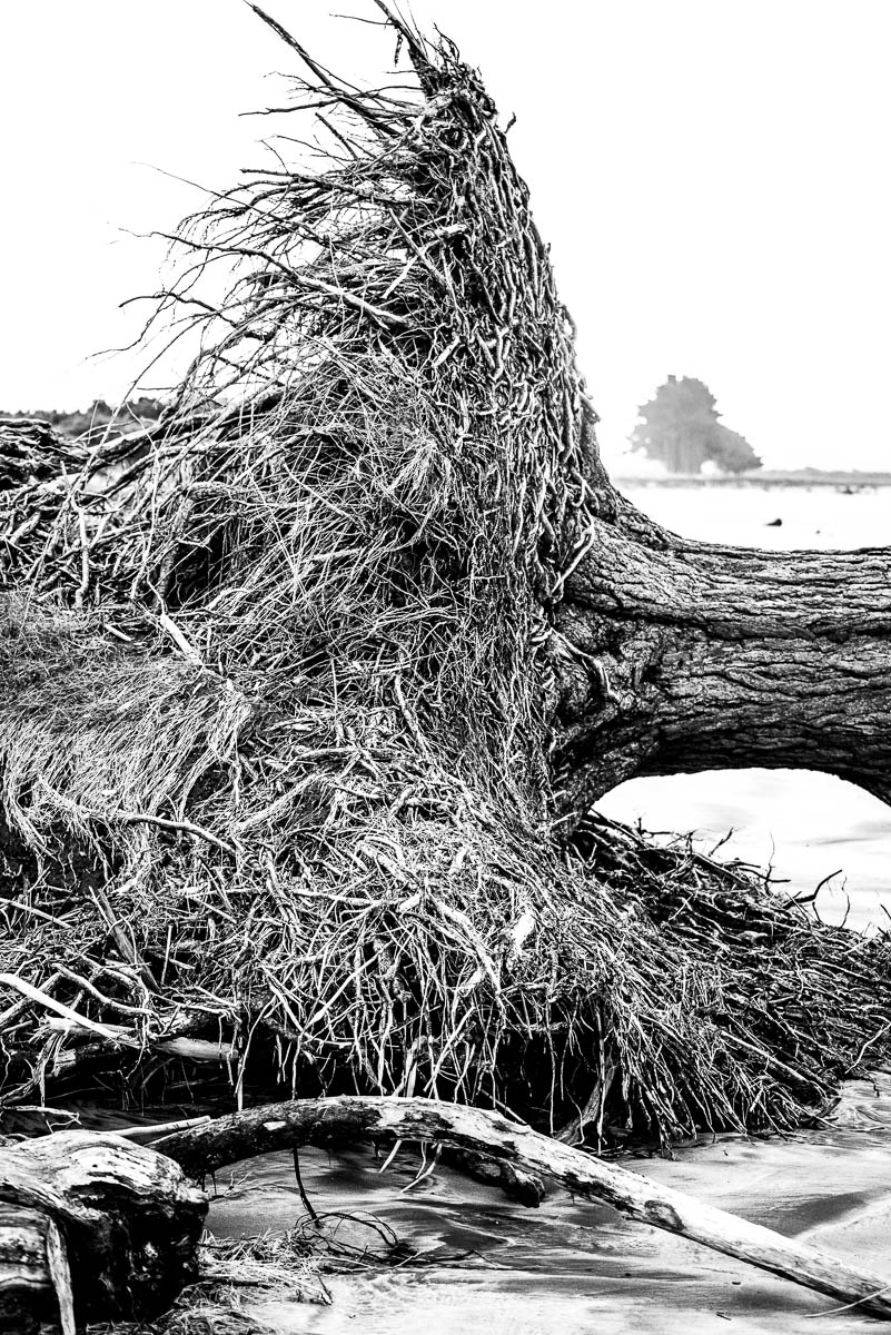 Carters Beach Westport tree roots